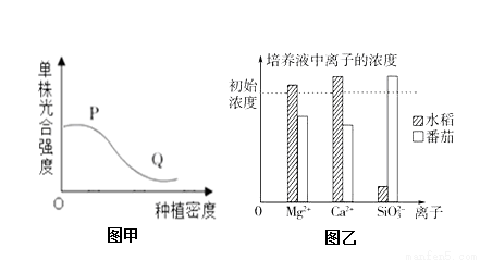 螺杆元件